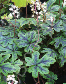 Tiarella 'Happy Trails'